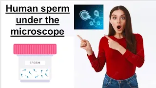 sperm under the microscope