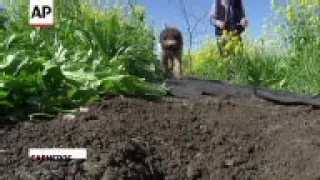 The increasing demand for truffles is prompting more landowners across the country to plant orchards