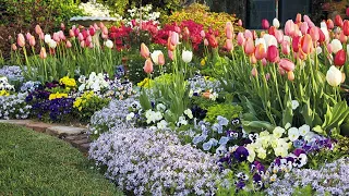 Linda Vater's Spring Tulip Garden 🌷🌷