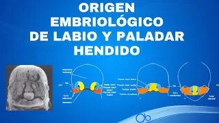Origen Embriológico del Labio y Paladar Hendido