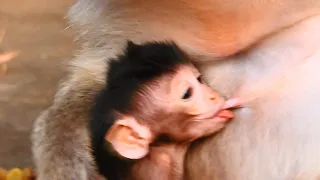 Cute Newborn Baby Monkey Hard Sucking Milk Due to RANA Mama do not milk for drink