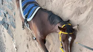 سمحه لقاح😍🐎|إستأجرنا سمحه من بتال😂🤕