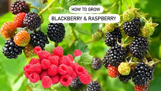 How to grow Raspberry and Blackberry in Containers