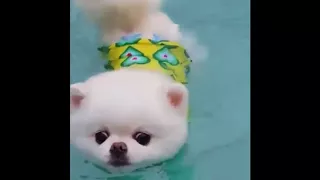 You Will Die Laughing Cute Pomeranian Puppies Cutest Dogs Videos Compilation 2018 (MUST WATCH)