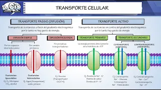 TRANSPORTE CELULAR || Biología molecular