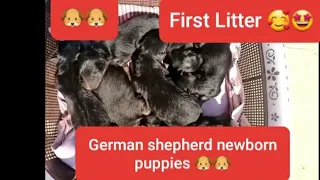 German Shepherd puppies| Daisy Giving Birth For The First Time| First Litter| 🥰🥰🐶🐶