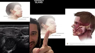 Tonsil and salivary glands