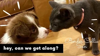 Dog & Cats - Introducing A Puppy To Our Cats - Can We Get Along? - ボーダーコリー Border Collie vlog 犬と猫