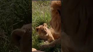 Little lion cub is afraid of his father! #shorts#baby#lion