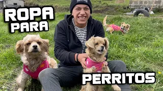 Les hice ropita a mis perritos (con una chalina de mi mamá) | Juvenal