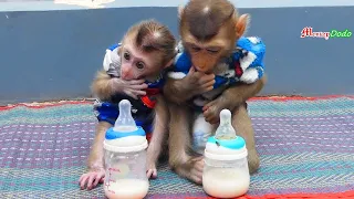 Very Loveable Pruno Obediently Wait Mom Allow Him Drink Milk,  Pruno Milk His Finger While Wait Mom