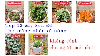 Top 13 Cây Sen Đá Khó Trồng Nhất Ở Xứ Nóng