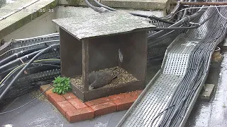 Peregrine falcons webcam 2024