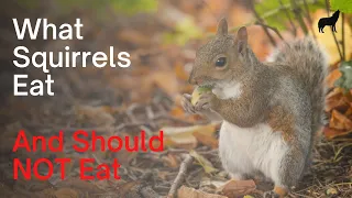 What Squirrels Eat, Their Diet, and What Not to Feed Them