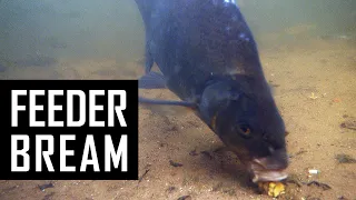 Underwater feeder fishing for Bream in Roach infested waters with live comments