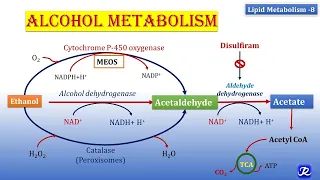 8: Alcohol Metabolism | Lipid Metabolism-8 | Biochemistry | N'JOY Biochemistry