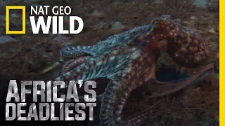 Mantis Shrimp Strikes Back | Africa's Deadliest