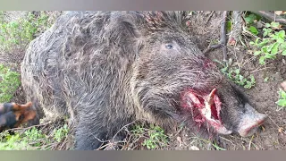Aksiyon dolu harika atışların olduğu domuz avları/ Wild boar hunting in Turkey