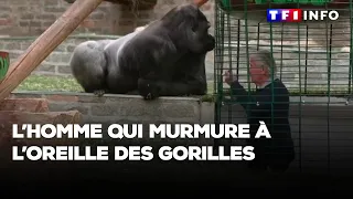 L’homme qui murmure à l’oreille des gorilles