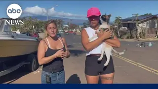 Volunteers search for pets in wake of Maui wildfires | WNT