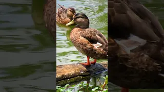 Mallards at Cameron Run #duck #animal #jamesberberichfilms