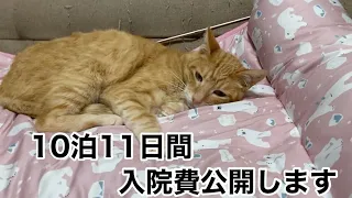 #２５１　野良猫から家猫になって１４日で入院した猫の治療費を公開します。