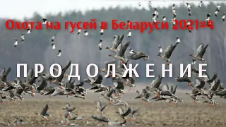 Охота на гусей в Беларуси 2021 #4 ПРОДОЛЖЕНИЕ | Goose hunting in Belarus 2021 # 4 CONTINUED