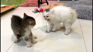 【おもしろ猫】絶対笑う、ハプニング集、最高におもしろ 猫、可愛い猫【かわいい猫】 #HD1