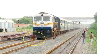 Live Run-over !! Speedy Train Hits Cow !! Patliputra Ltt Superfast