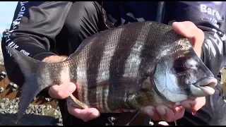 Scratching for Edible Fish at Mazeppa Bay | ASFN Rock & Surf