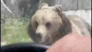 Șofer alergat de doi urși pe Transfăgărășan