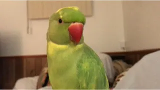 Super cute parrot loves talking and answering questions “so adorable”