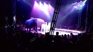 Cirkus HUMBERTO 1.Sloni