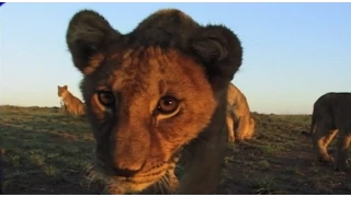 Sensory: BBC Wildlife Director John Downer & Point of View filmmaking