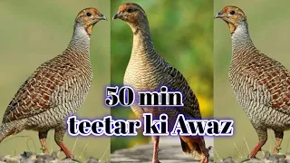 50 min teetar ki Awaz boli calling Francolin Voice Partridge sounds long video  #greyfrancolinvoice