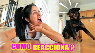 Faking my DEATH in front of my DOG! How a Rottweiler Reacts | SandraCiresArt