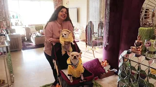 When Candy Met Her Boyfriend Habibi | Adorable Chihuahua Couple | Ss vlogs :-)