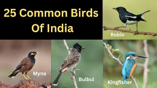 25 Common Birds of India