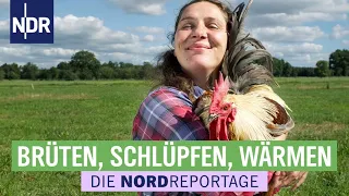 Neue Wege mit alten Hühnerrassen bei Christine Bremer | Die Nordreportage | NDR