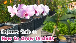 Beginners Guide on How to Grow and Care Orchids | Dendrobium Orchid Care