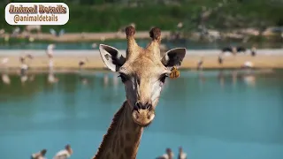 Giraffe - The Tallest Animal In The World | Animal Details