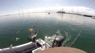 Great White Shark jumps port Augusta