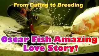 Amazing Oscar Breeding!