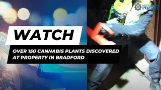 Over 150 cannabis plants discovered at property in Bradford