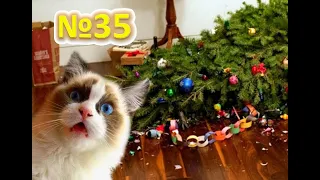 Funny Cats 😹 cat vs christmas tree  коты против ёлки , кот уронил ёлку  cats against the tree