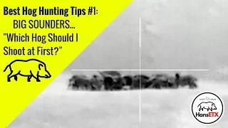 Armasight Flir Predator 336 | 3 Hogs Taking Dirt Naps