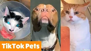 Funny Animal Videos 2022 😂 - Funniest Cats And Dogs Video 😺😍 #94