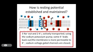 5.1.3. Neuronal Communication- c) PART 1 Resting potential