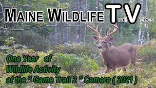 1 Year of Wildlife Activity at "Game Trail 2" location 2021 | Trail Cam | Maine Wildlife Trail Video