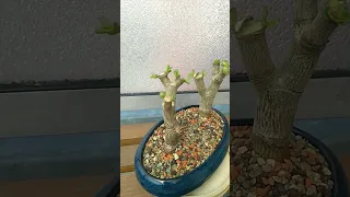 Crassula Ovata Bonsai Update